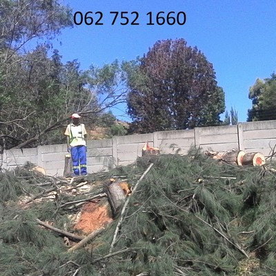 Tree Feeling Vaal